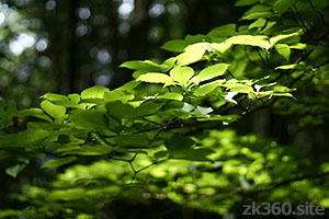 高尾山登山道のオオカメノキ