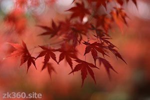 高尾山の麓の紅葉