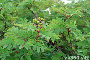 夏のナナカマド