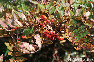 ハズレ年のナナカマド