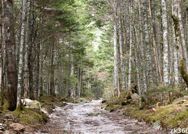 八ヶ岳の林道