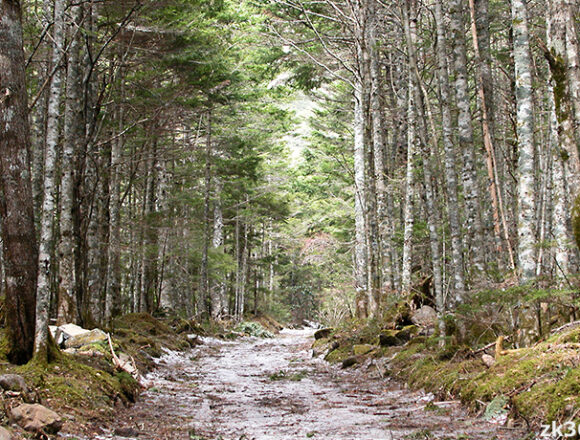 八ヶ岳の林道