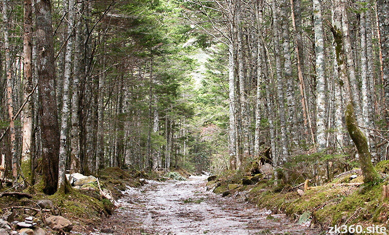 八ヶ岳の林道