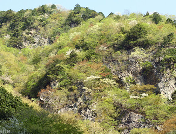 川乗林道の春景色