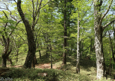 大菩薩嶺・上日川峠のブナ