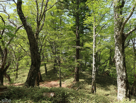 大菩薩嶺・上日川峠のブナ