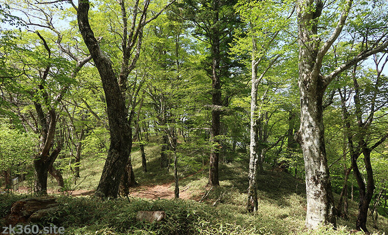 大菩薩嶺・上日川峠のブナ