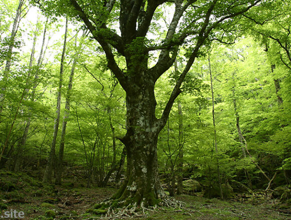 伊豆の大ブナ
