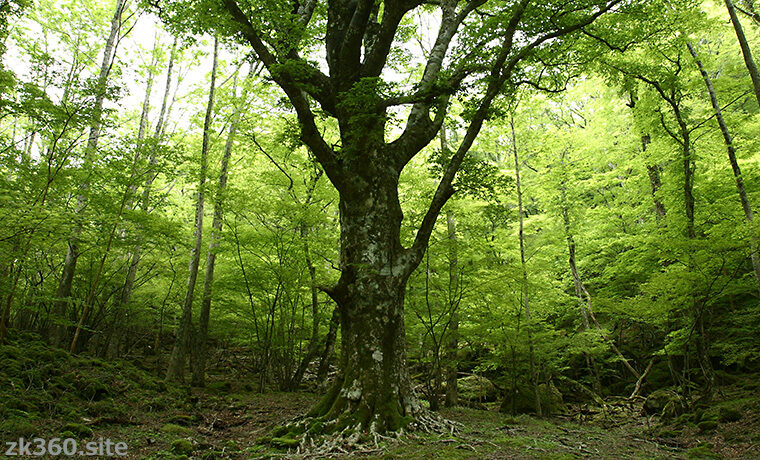 伊豆の大ブナ