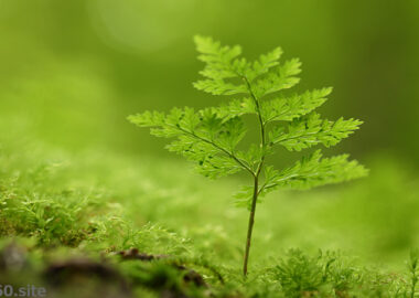 森の中の小さな絶景