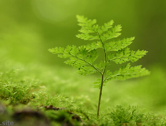 森の中の小さな絶景
