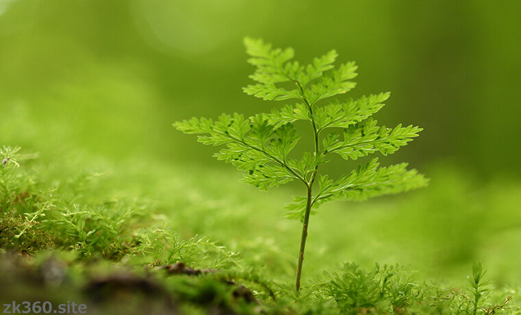 森の中の小さな絶景