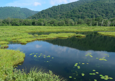 夏空を映す尾瀬ヶ原の池塘