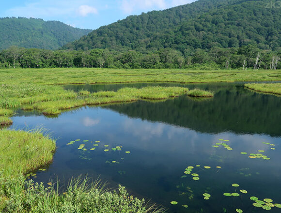 夏空を映す尾瀬ヶ原の池塘