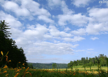ニッコウキスゲ咲く尾瀬の大江湿原