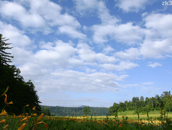 ニッコウキスゲ咲く尾瀬の大江湿原