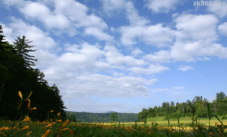 ニッコウキスゲ咲く尾瀬の大江湿原