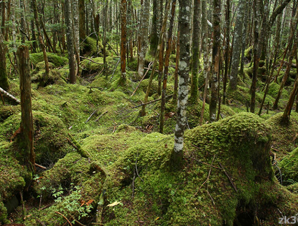 北八ツ・苔の森の絶景