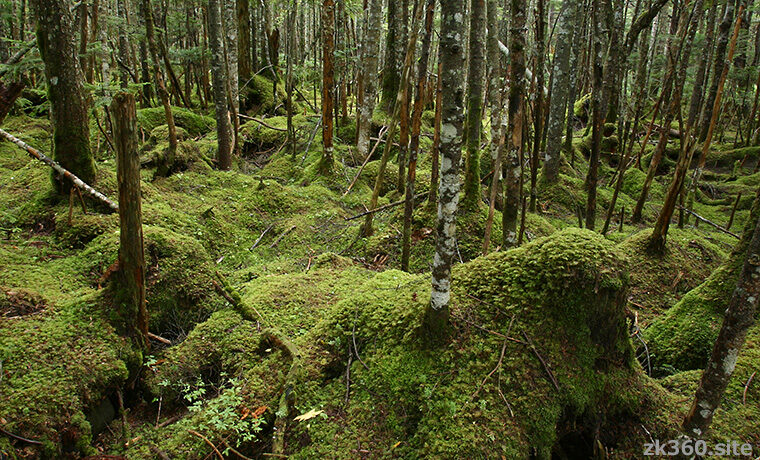 北八ツ・苔の森の絶景