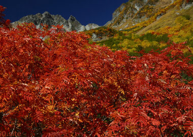 真っ赤に紅葉した涸沢のナナカマド