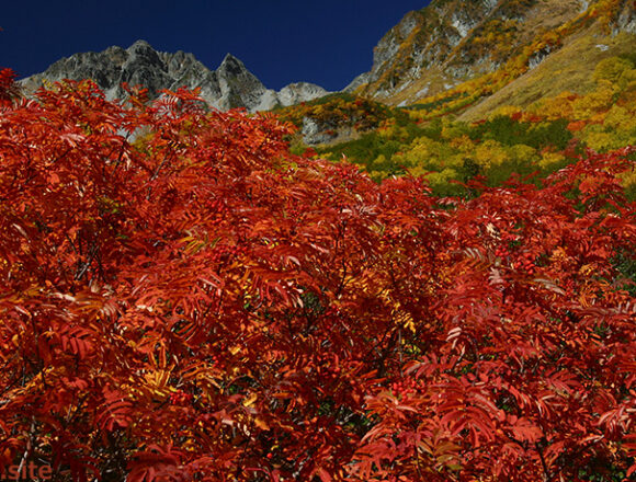 真っ赤に紅葉した涸沢のナナカマド