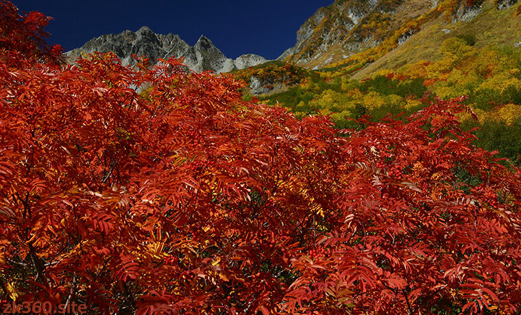 真っ赤に紅葉した涸沢のナナカマド
