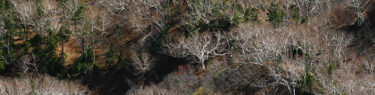 秋の燧ケ岳から見下ろしたダケカンバの森