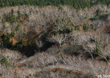 秋の燧ケ岳から見下ろしたダケカンバの森