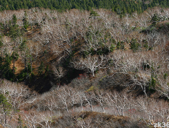 秋の燧ケ岳から見下ろしたダケカンバの森