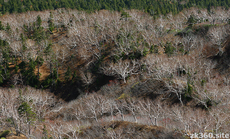 秋の燧ケ岳から見下ろしたダケカンバの森