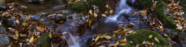 落葉が彩る晩秋の渓流
