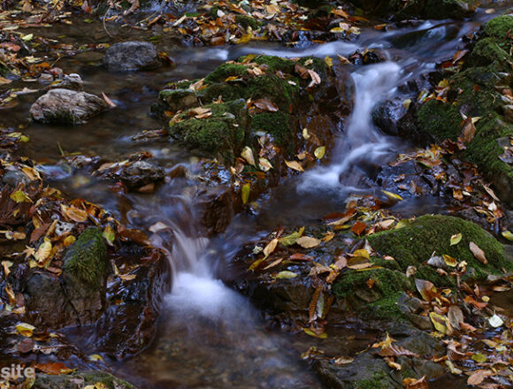 落葉が彩る晩秋の渓流
