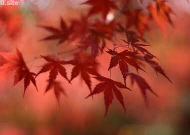 高尾山の麓で撮ったモミジ