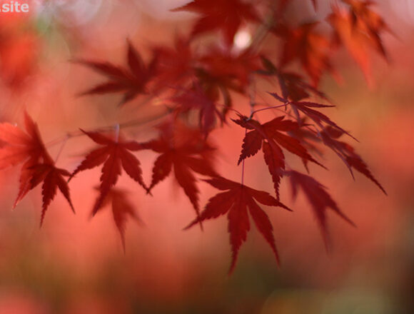 高尾山の麓で撮ったモミジ