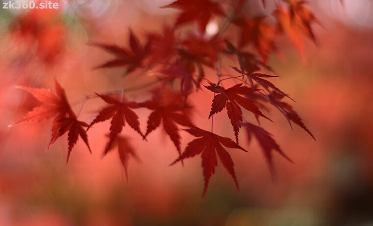 高尾山の麓で撮ったモミジ
